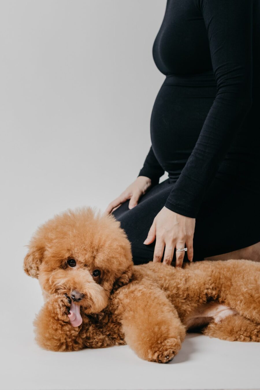 Close-up of their poodle, Milo, lying down with mother holding her baby bump during a maternity photo session.